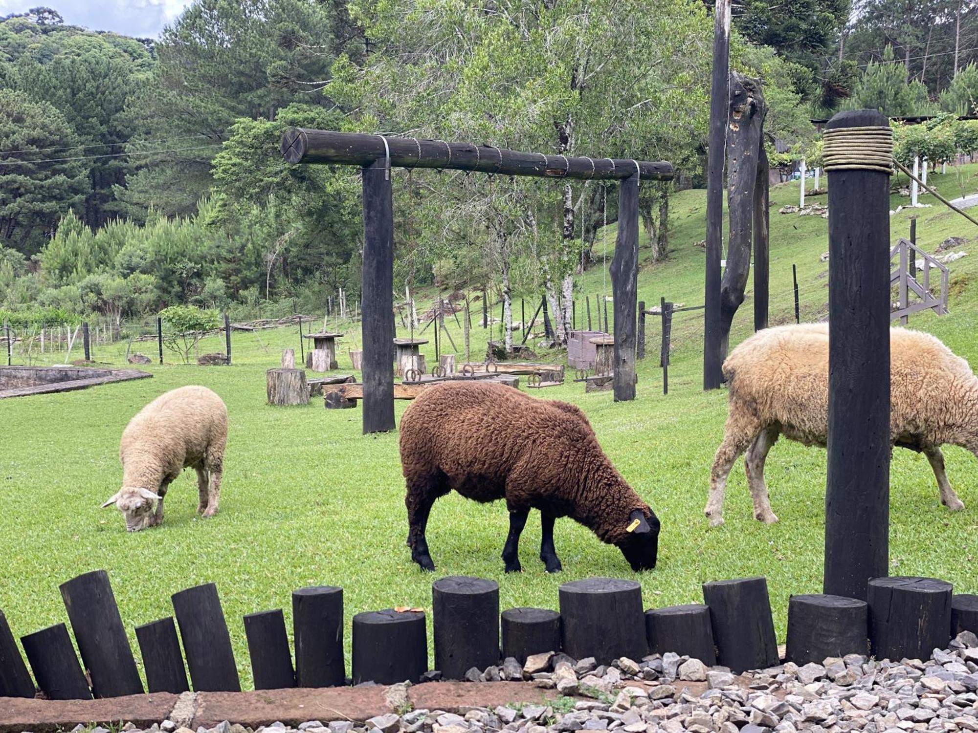 Cabanas Leao Da Tribo De Juda Canela Buitenkant foto